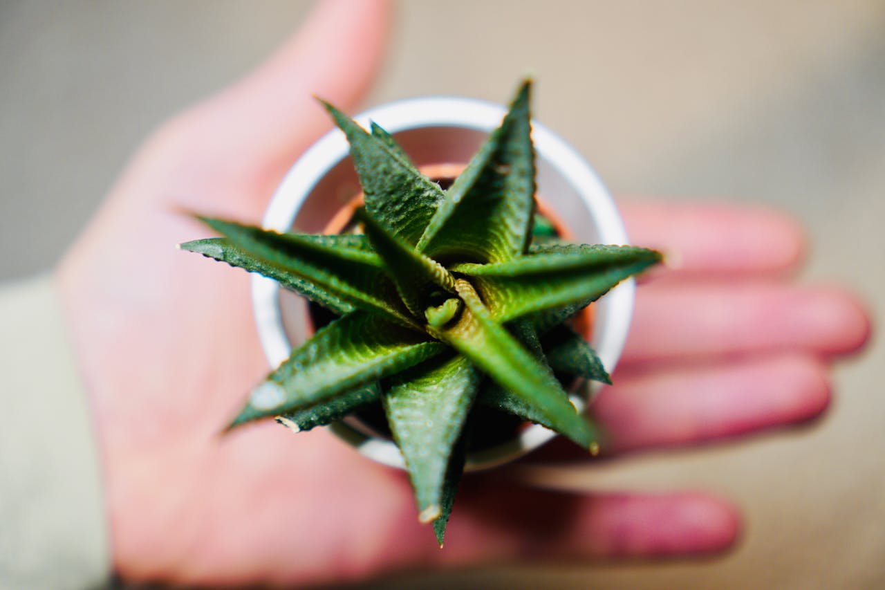 Top view of a hand holding a green aloe plant in a white pot, offering a natural touch.